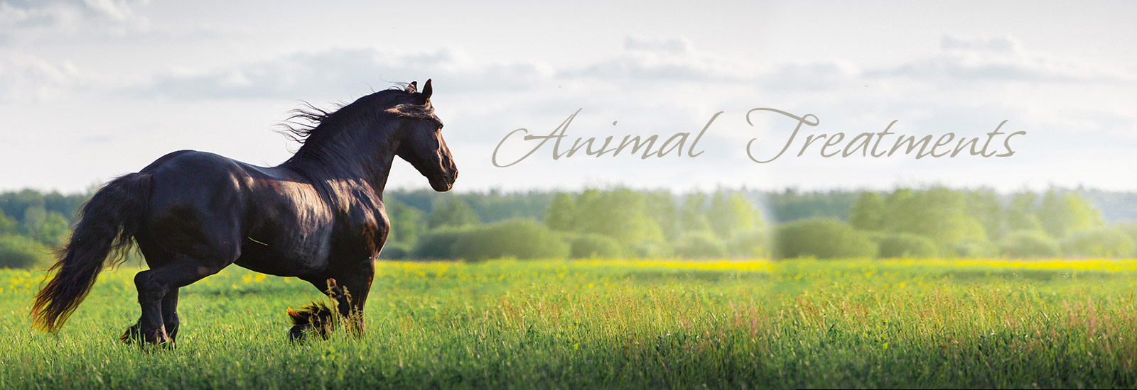 Energy Balancing Energy Healing for Animals Horses and Humans