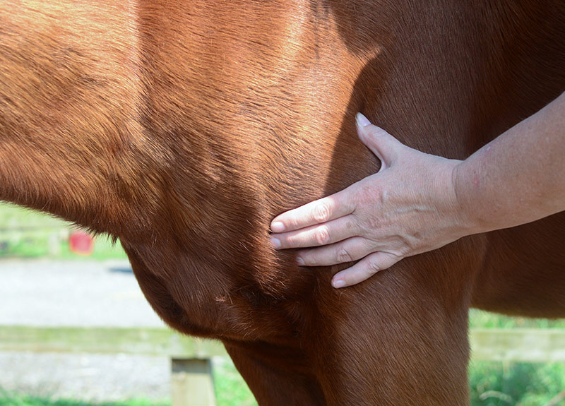 Equine and Horse energy therapy and healing